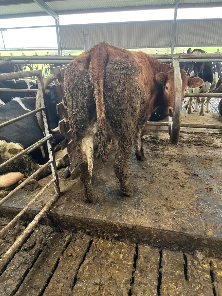 Heifer and calf - Image 2