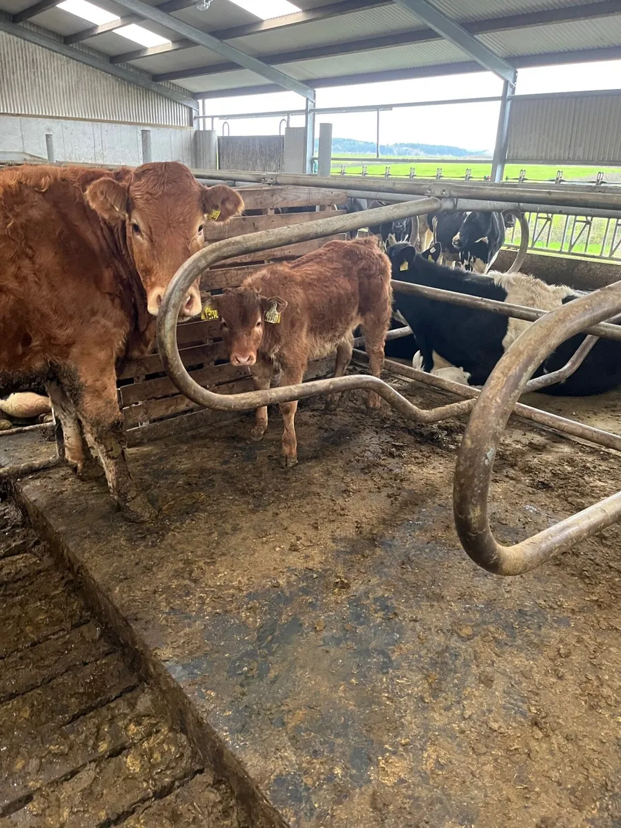 Heifer and calf - Image 3