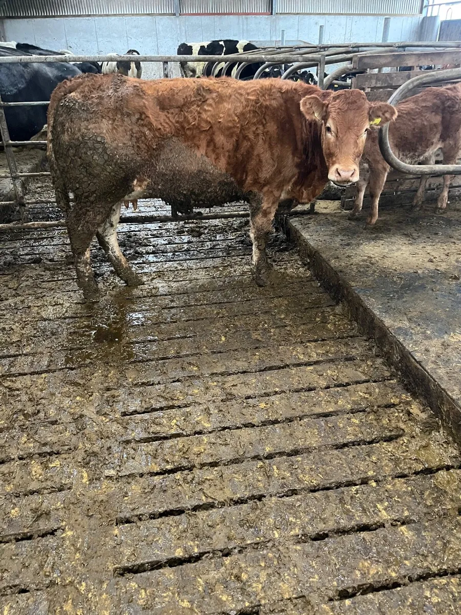 Heifer and calf - Image 4