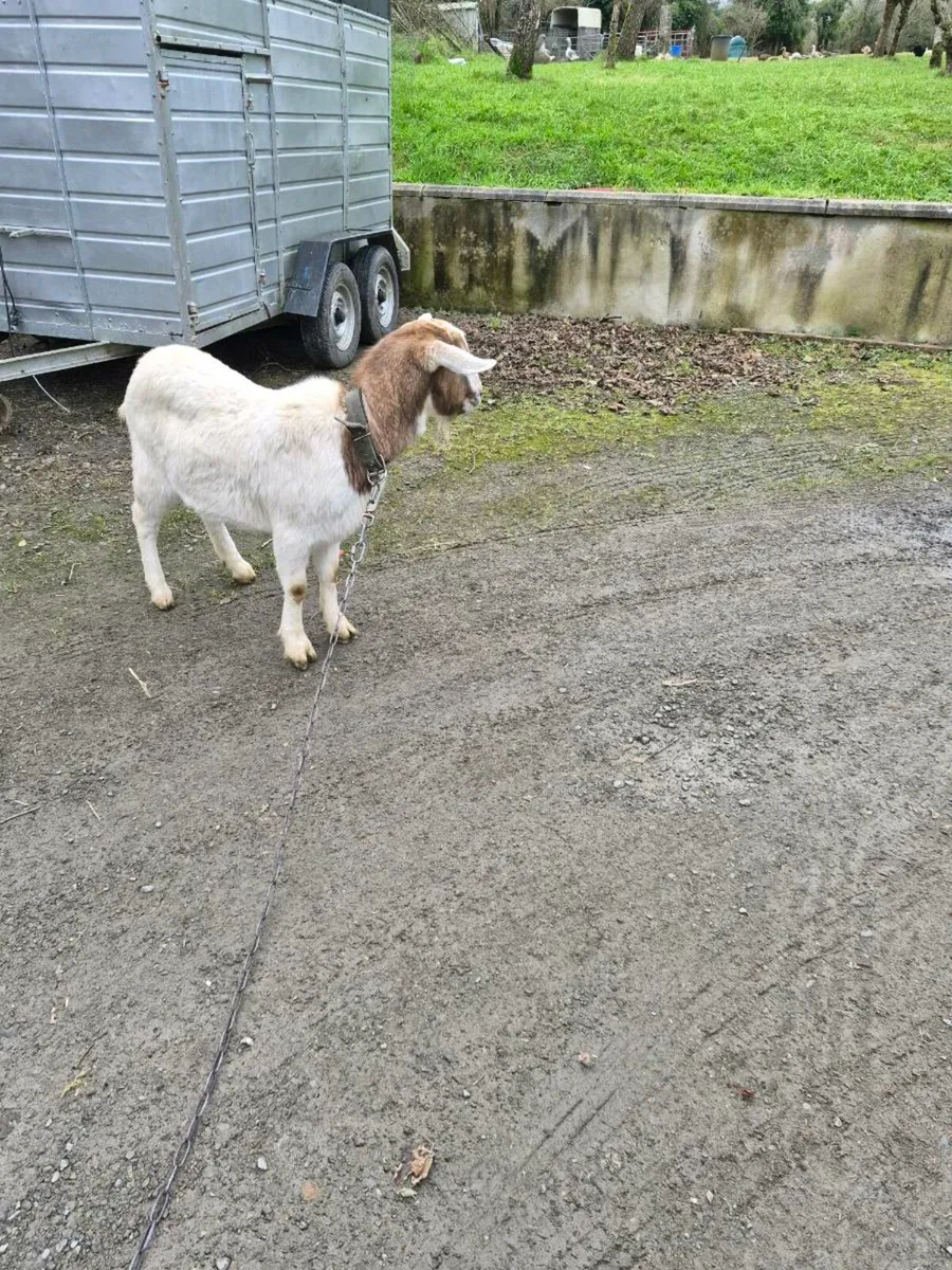 Goat - Image 2