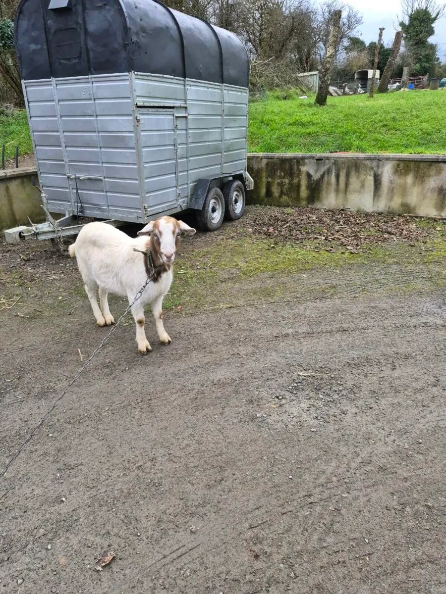 Goat - Image 3
