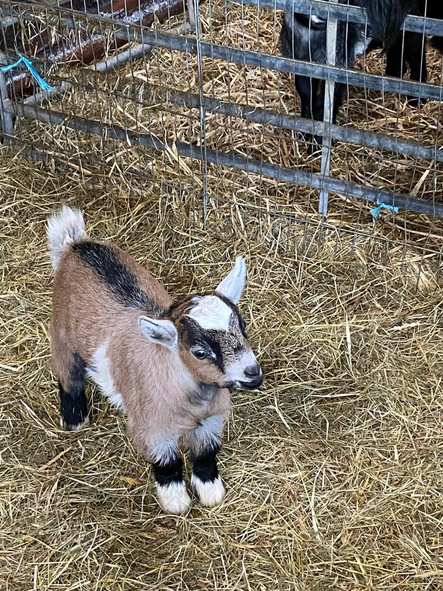 Pygmy kid goats - Image 3