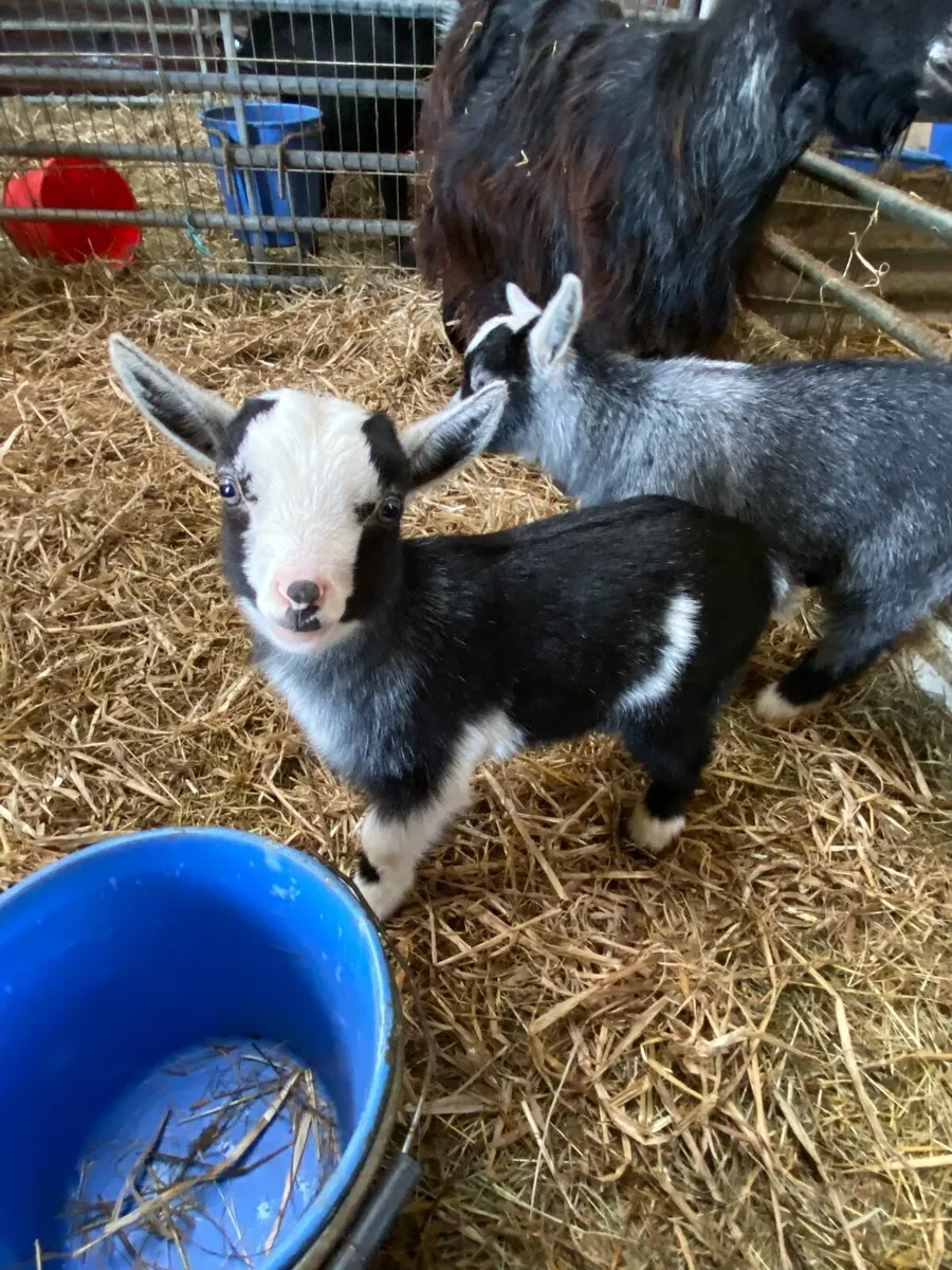 Pygmy kid goats - Image 4