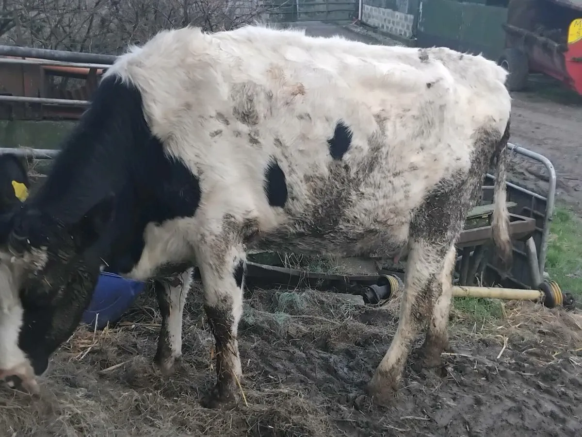 Fresh calfed friesian heifer - Image 1