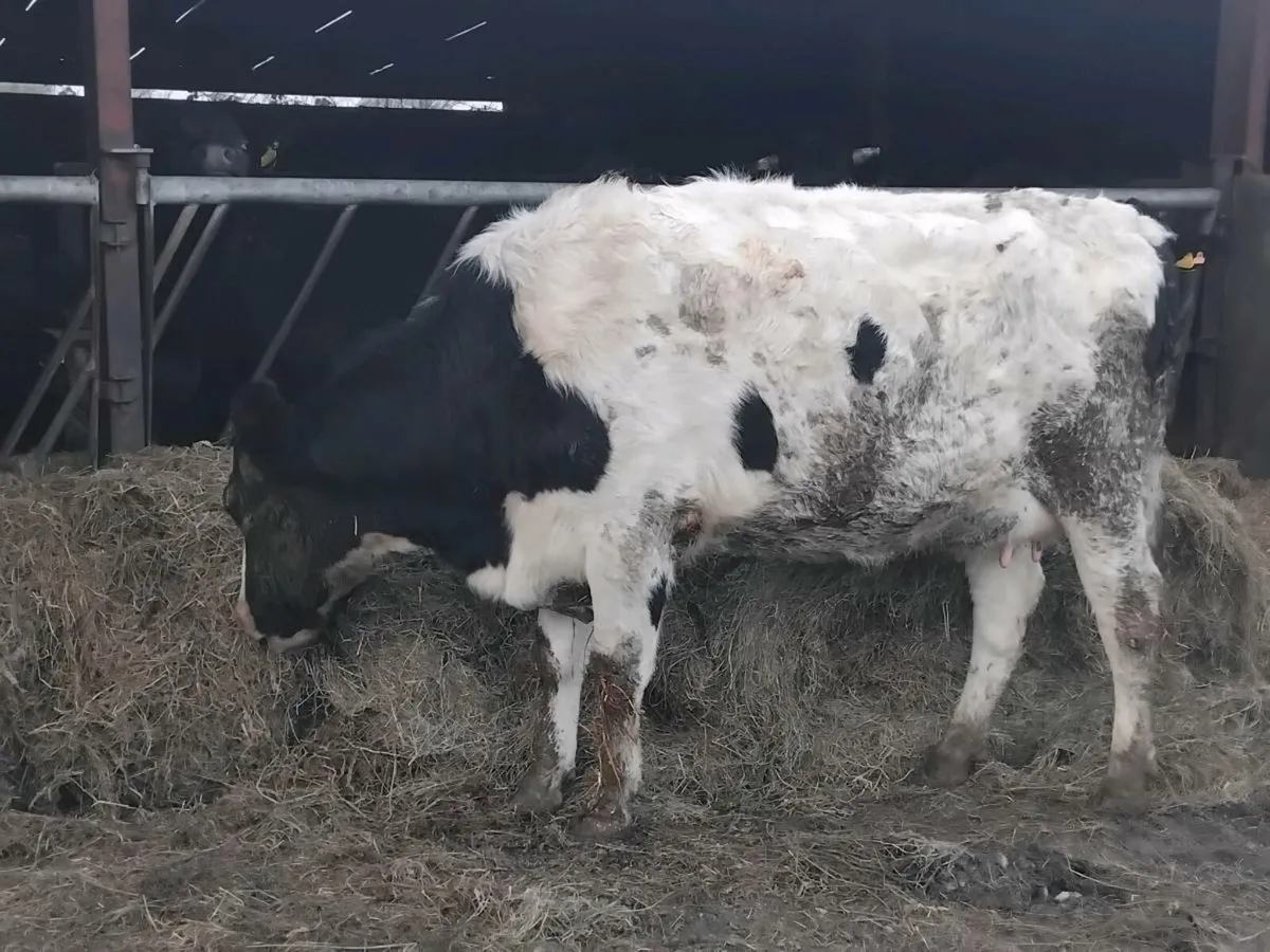 Fresh calfed friesian heifer - Image 2