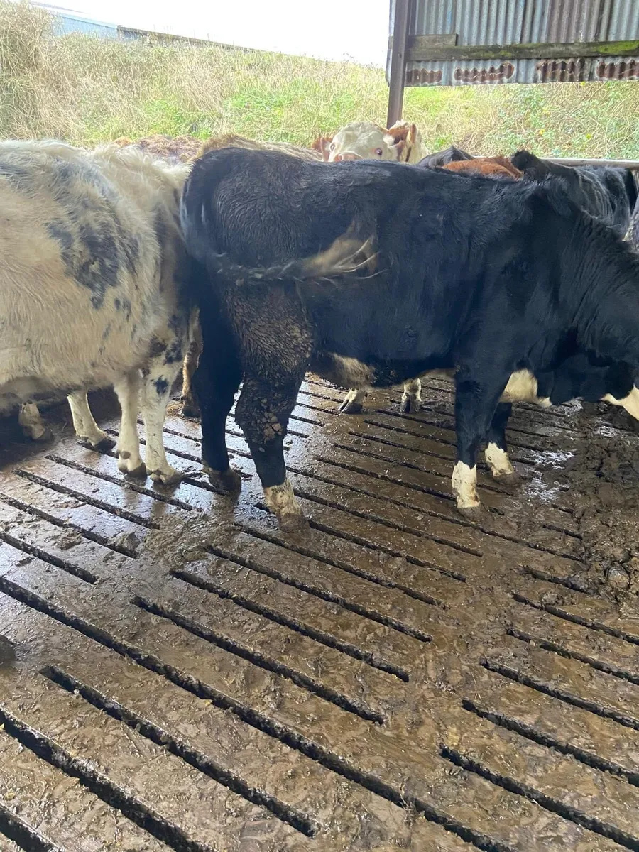 Suckler in calf heifers - Image 2