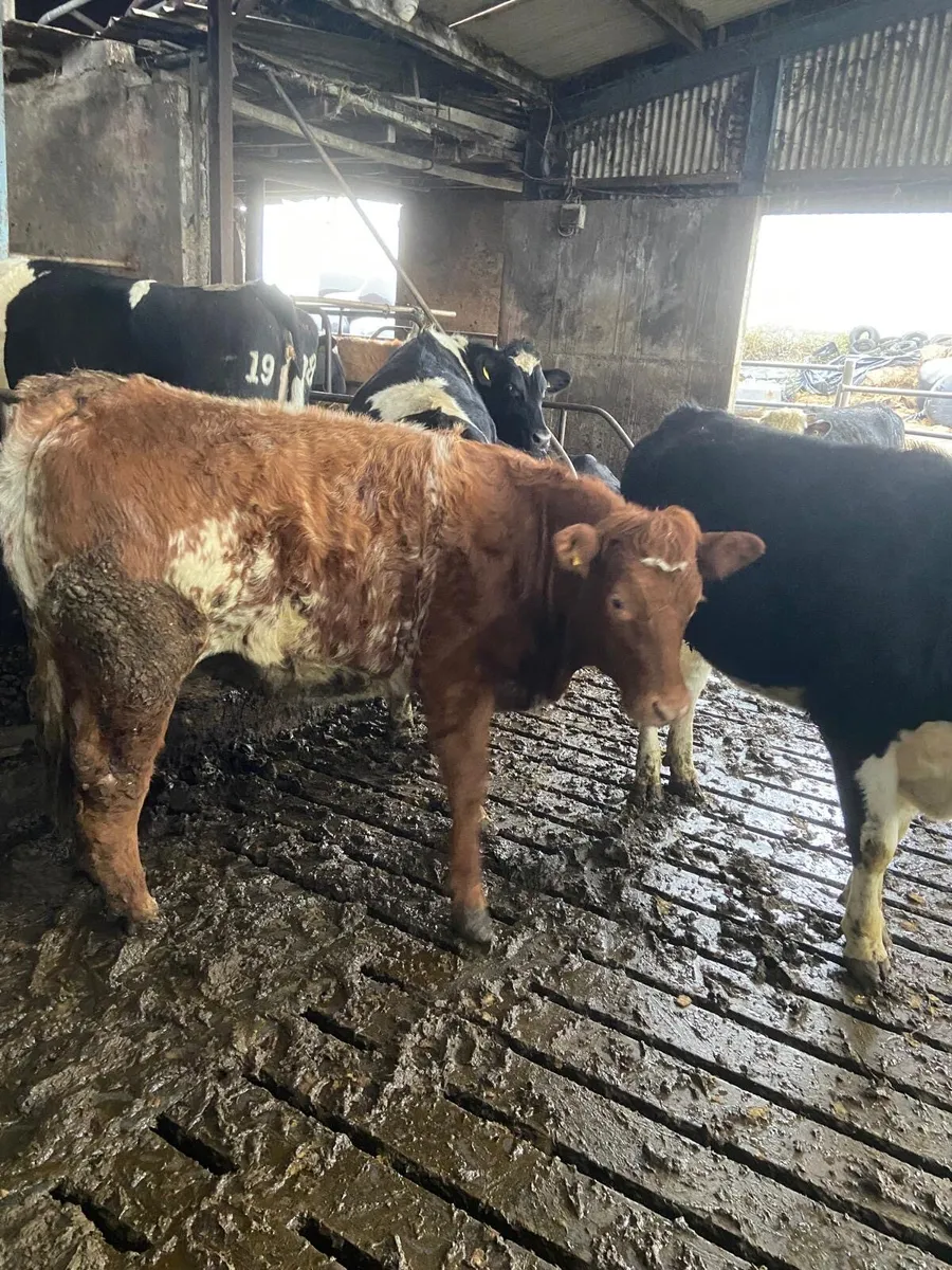 Suckler in calf heifers - Image 3