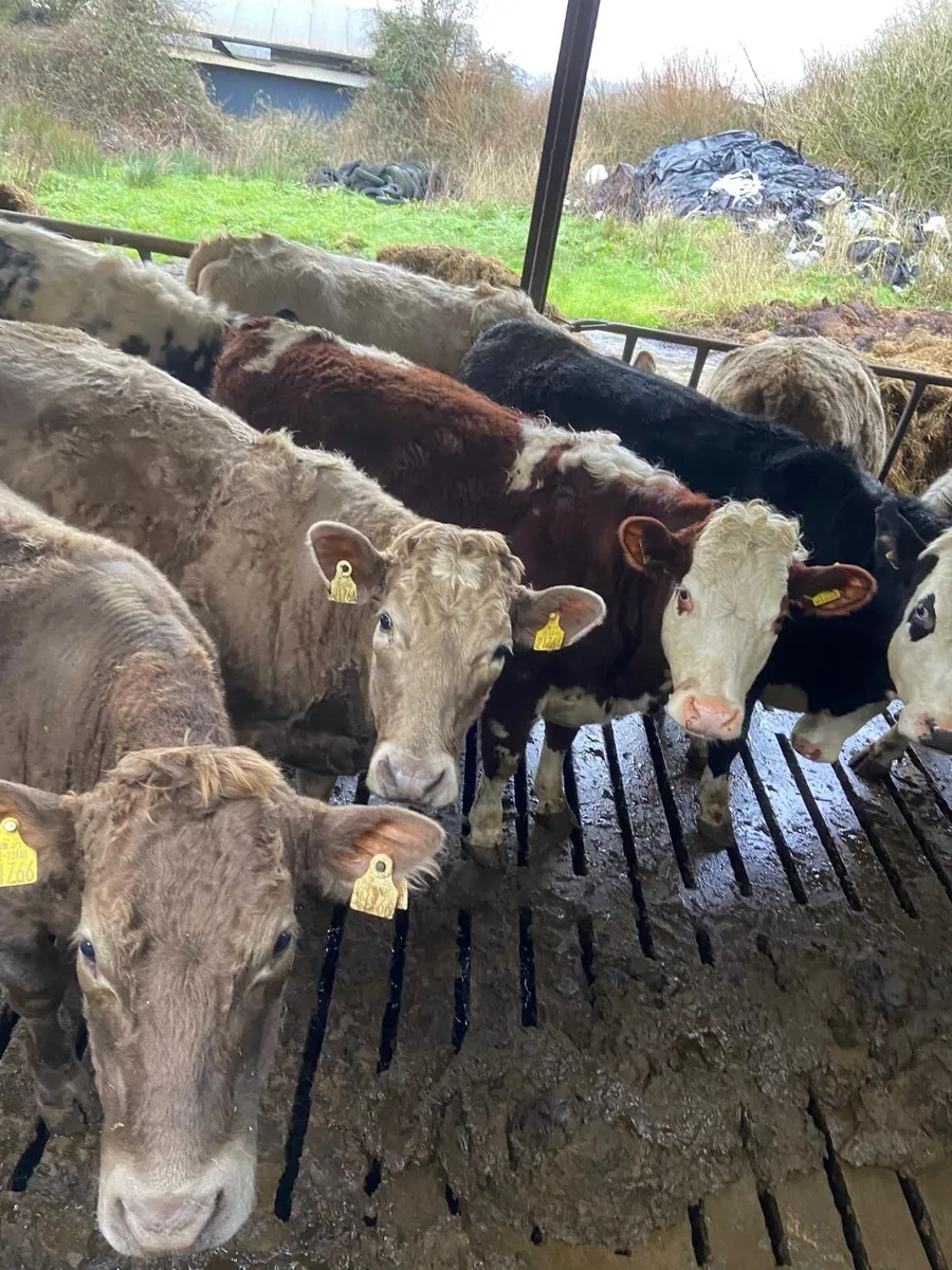 Suckler in calf heifers - Image 4