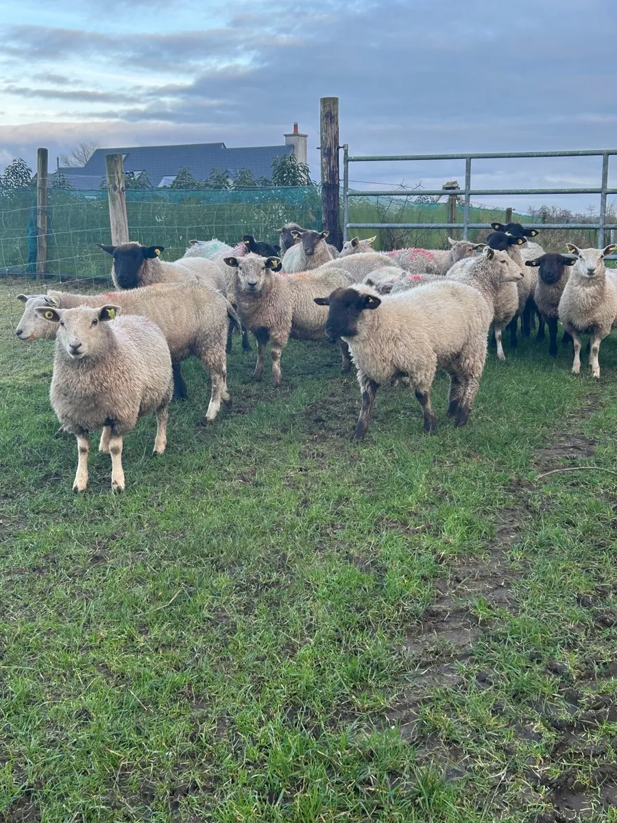 Ewes and Whethers - Image 3