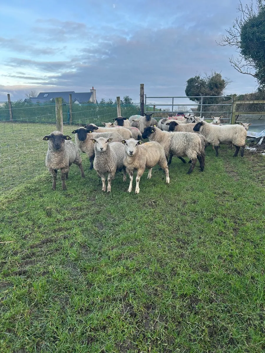 Ewes and Whethers - Image 1