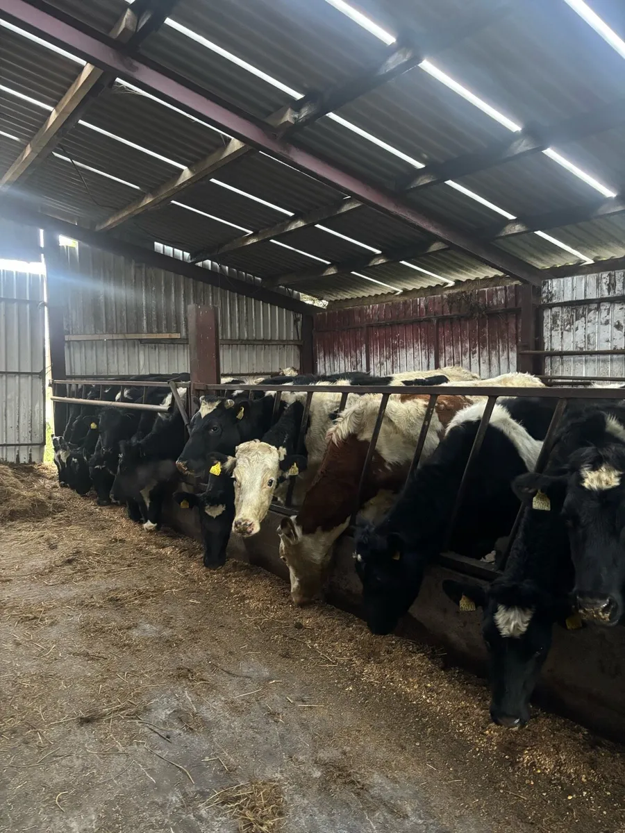 20 February calving heifers for sale - Image 2
