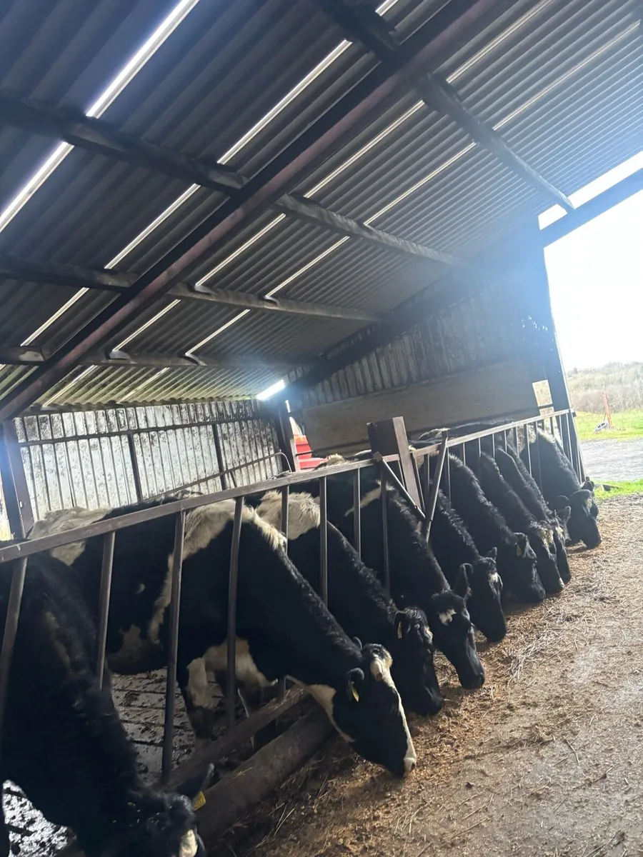 20 February calving heifers for sale - Image 1