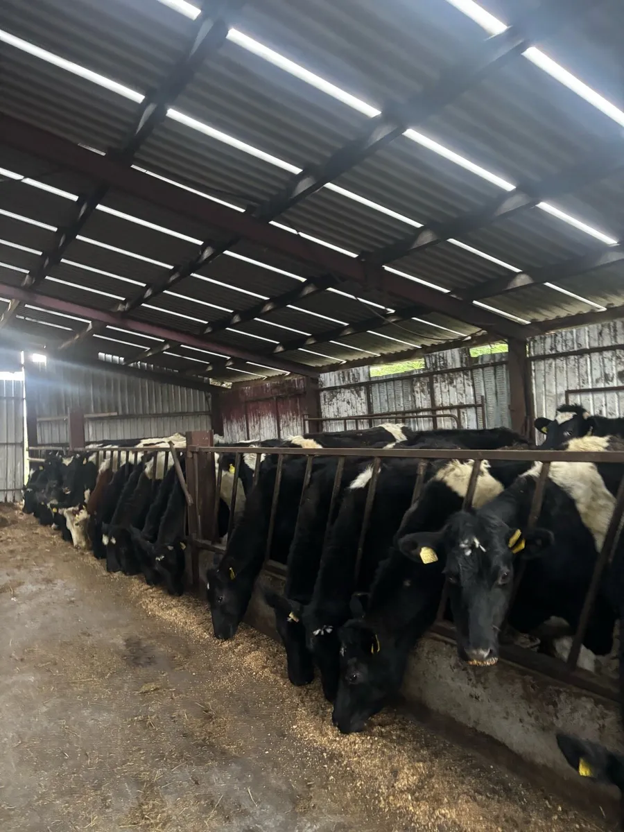 20 February calving heifers for sale - Image 3