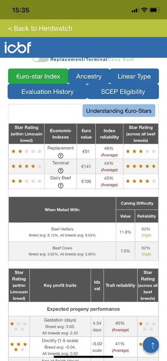 Limousin Bull - Image 2
