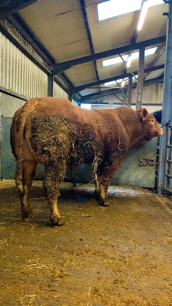 Limousin Bull - Image 3