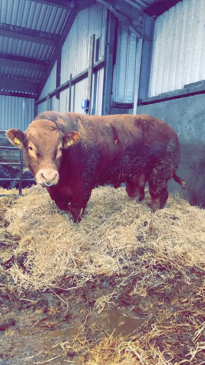 Limousin Bull - Image 4