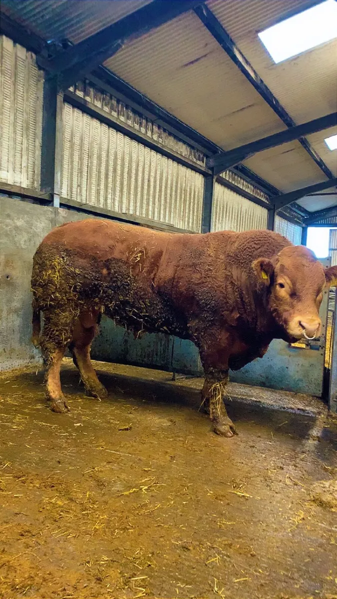 Limousin Bull - Image 1