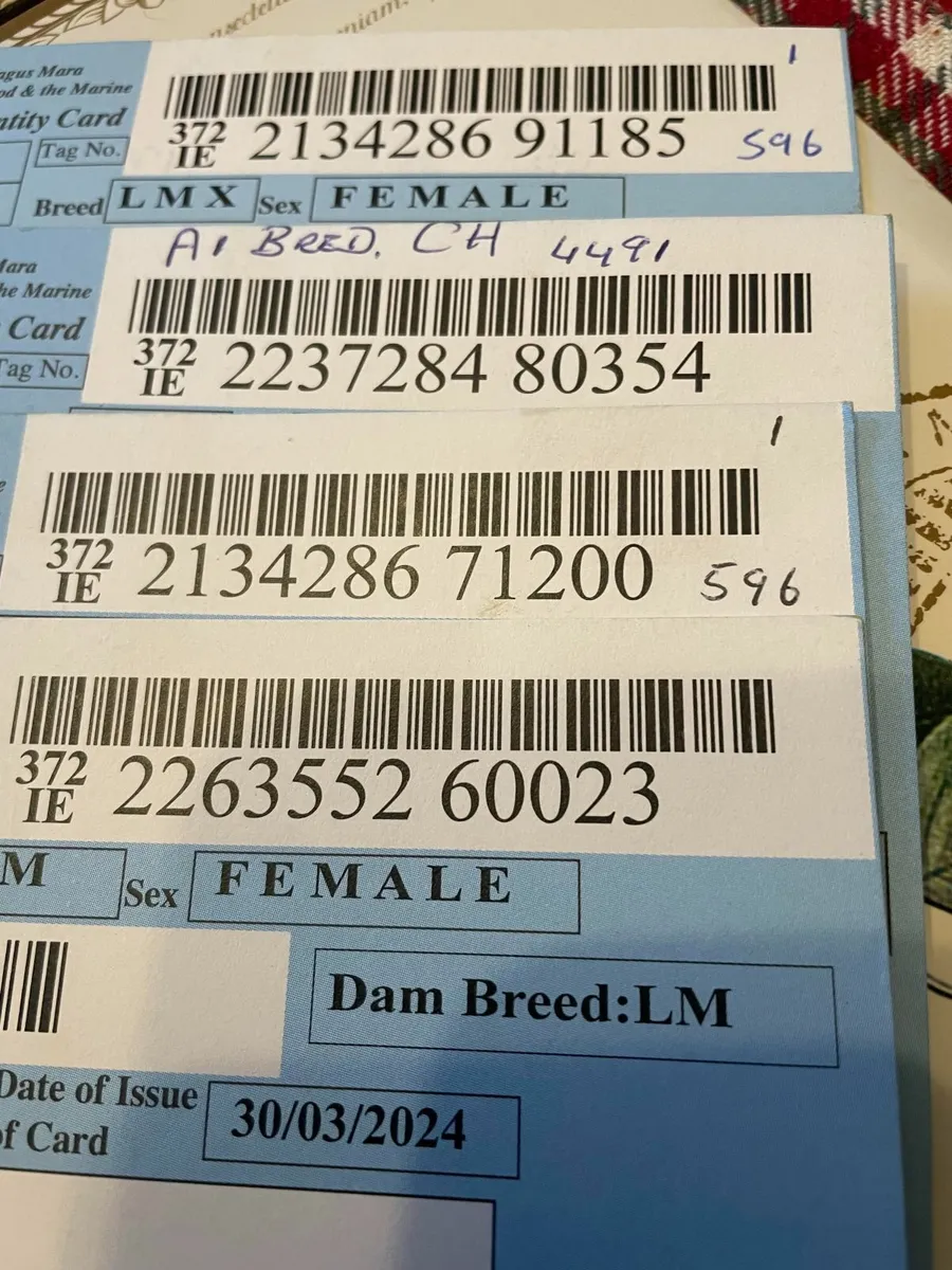 Beef cattle - Image 1