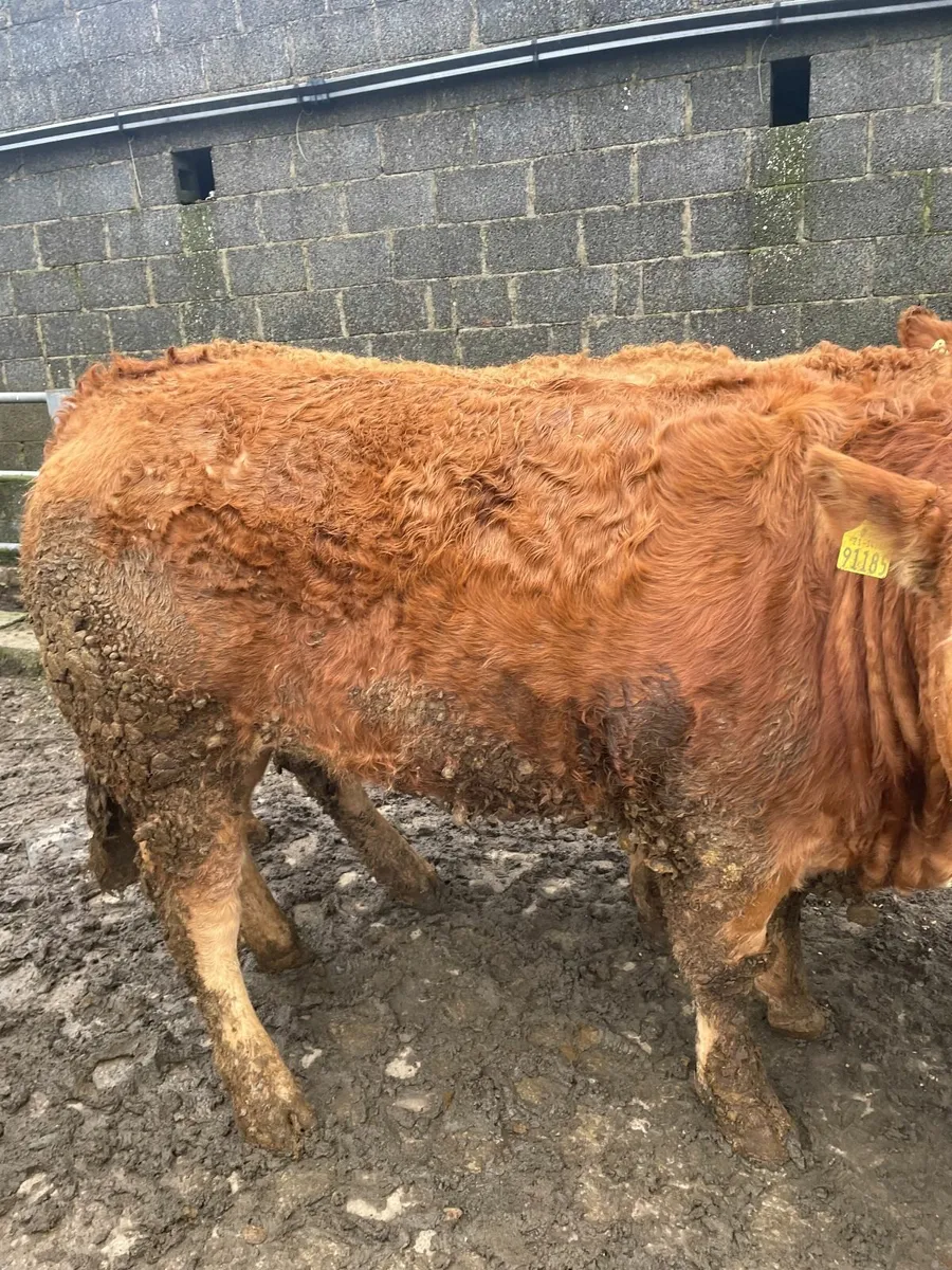 Beef cattle - Image 2