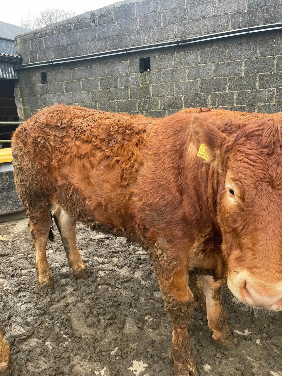 Beef cattle - Image 3