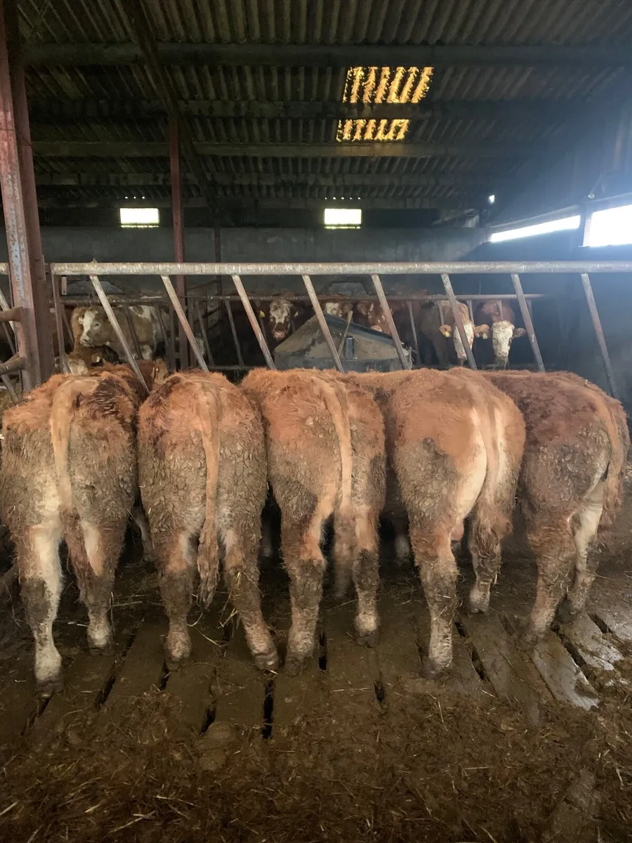 5 super  Quality LMX Weanling Bullocks - Image 1