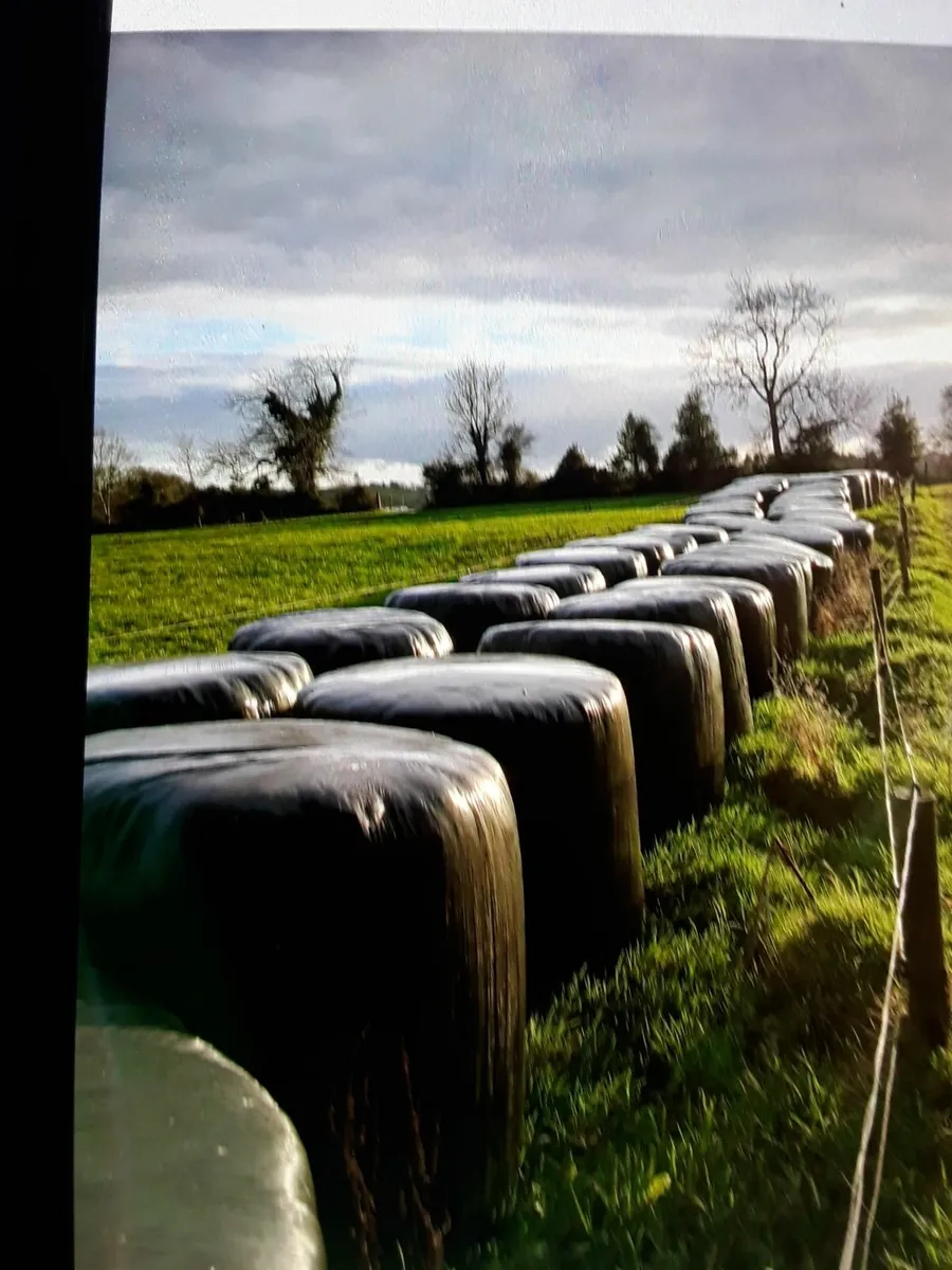 Silage bales - Image 2