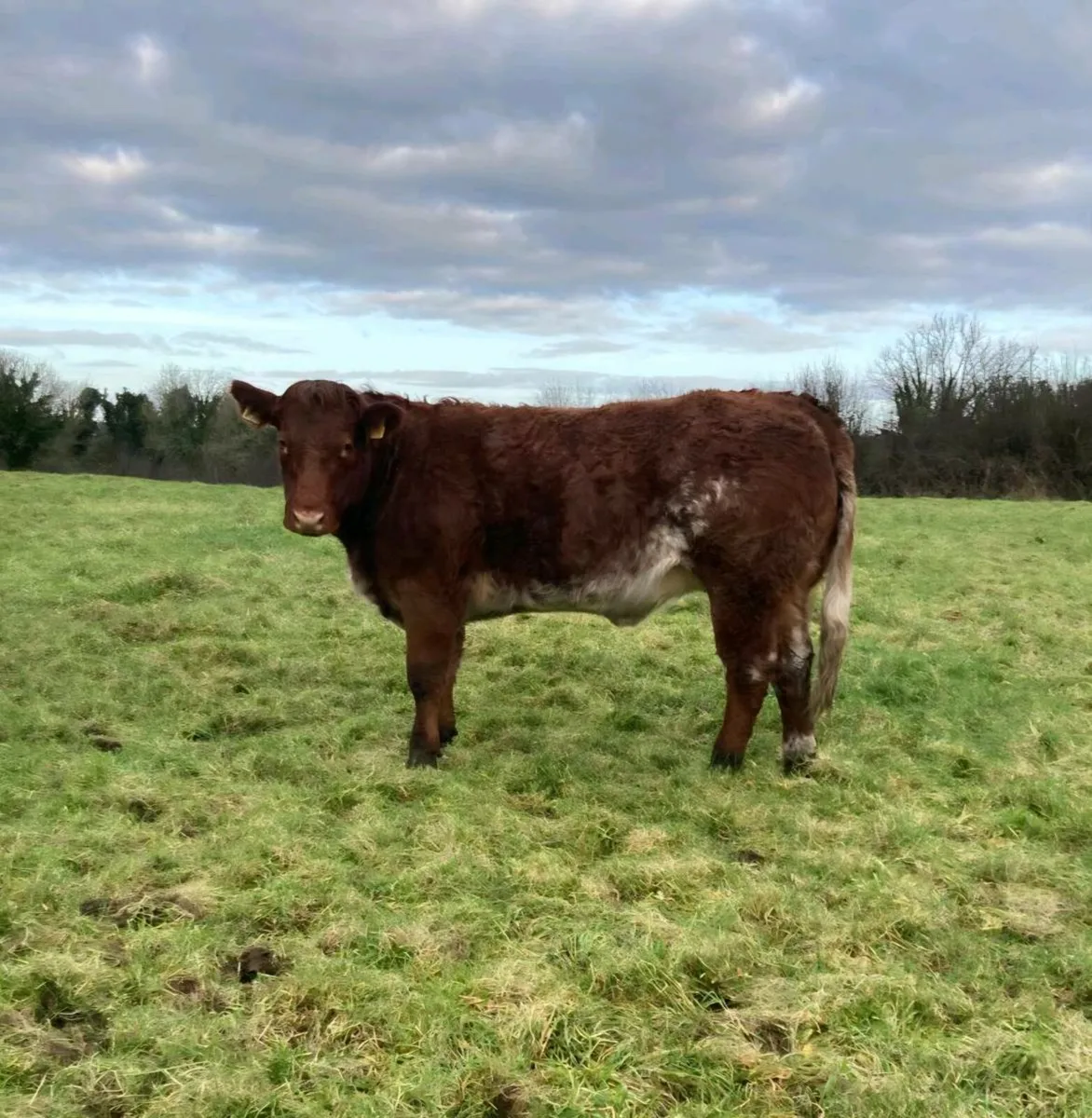 6 Super Breeding Heifers - Image 1