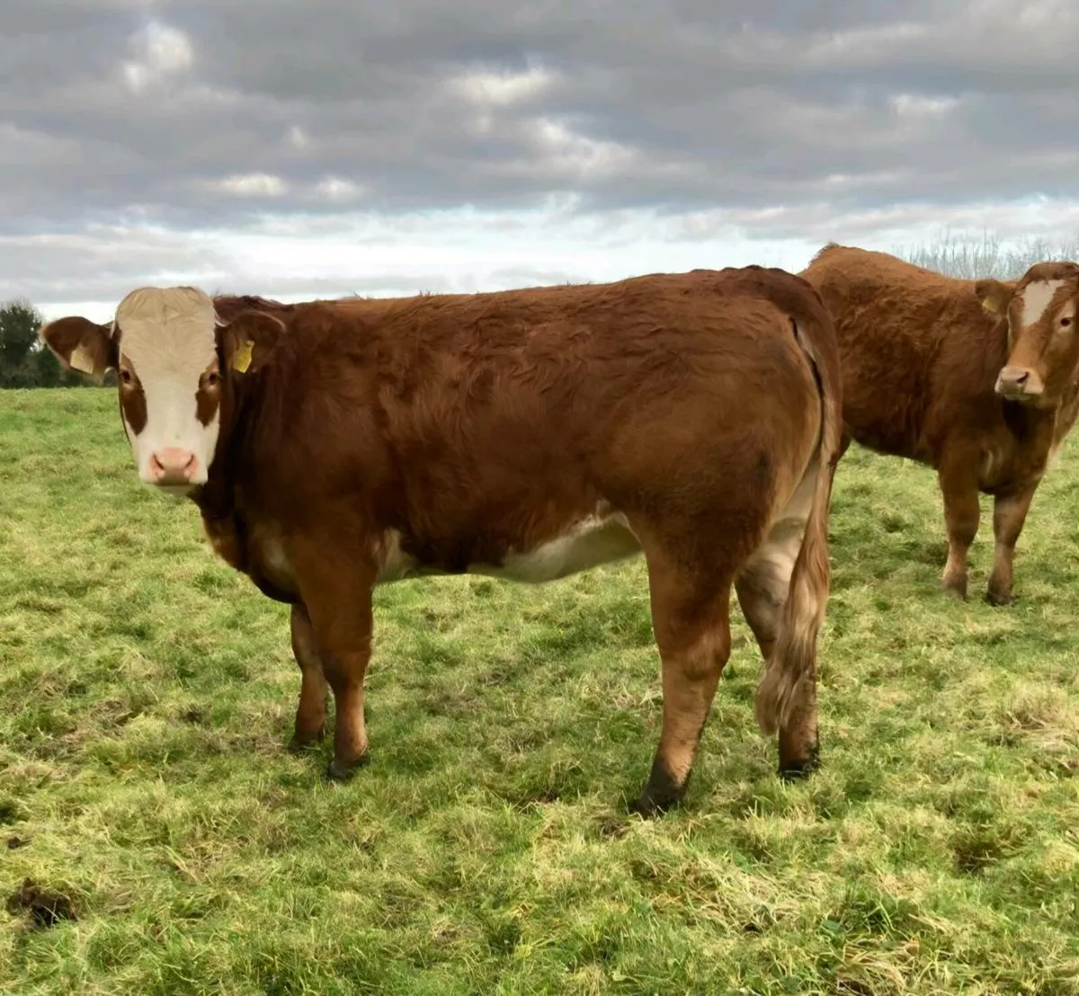 6 Super Breeding Heifers - Image 2