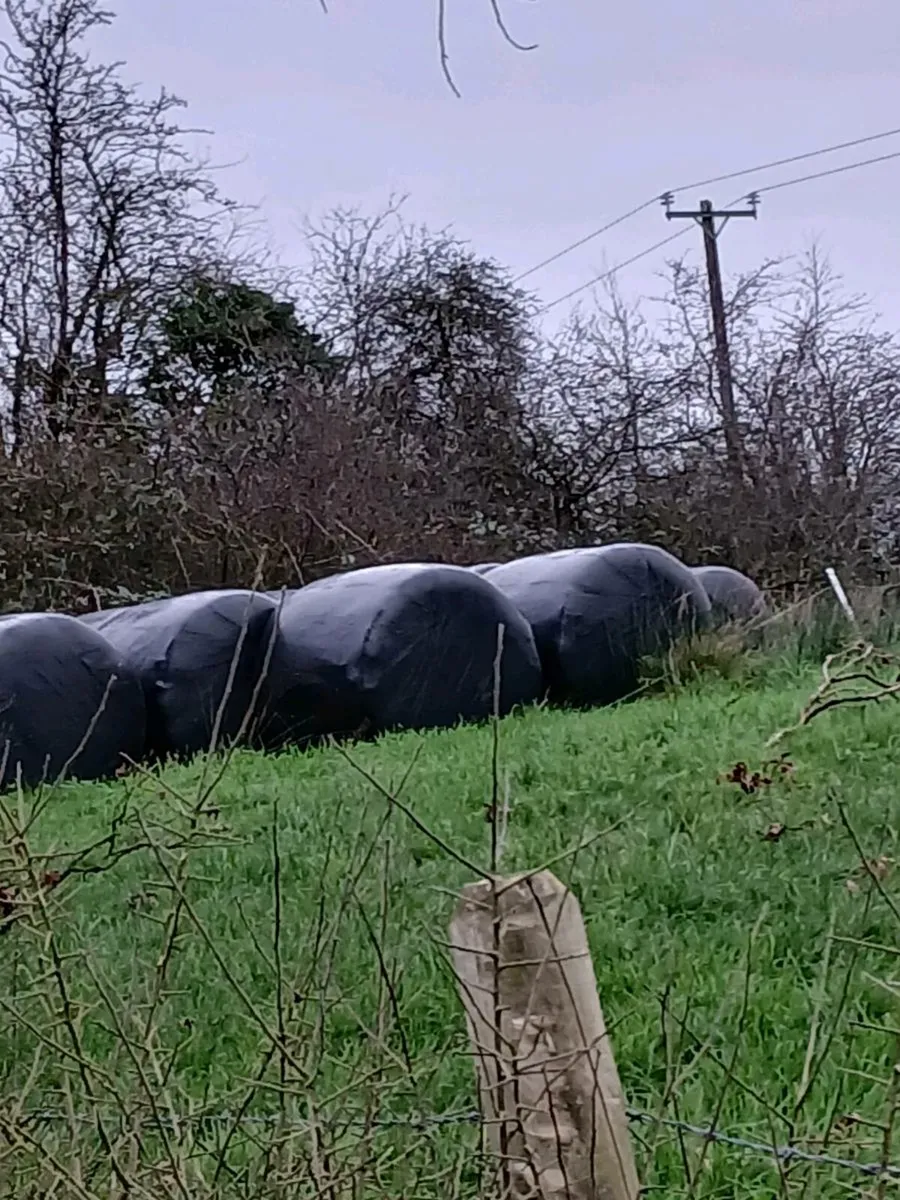 Round bales of silage - Image 1