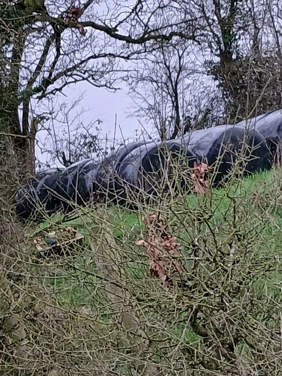 Round bales of silage - Image 3