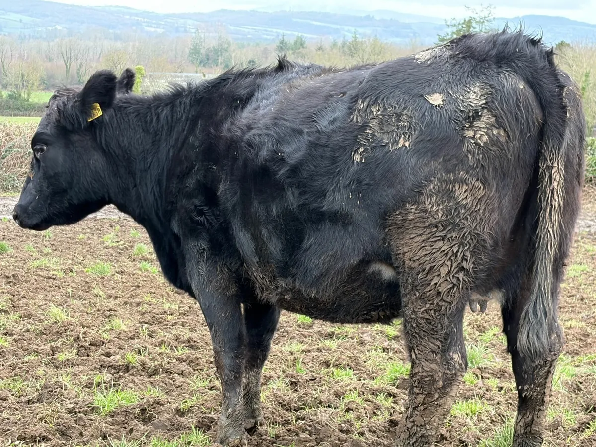 In Calf Heifers - Image 2