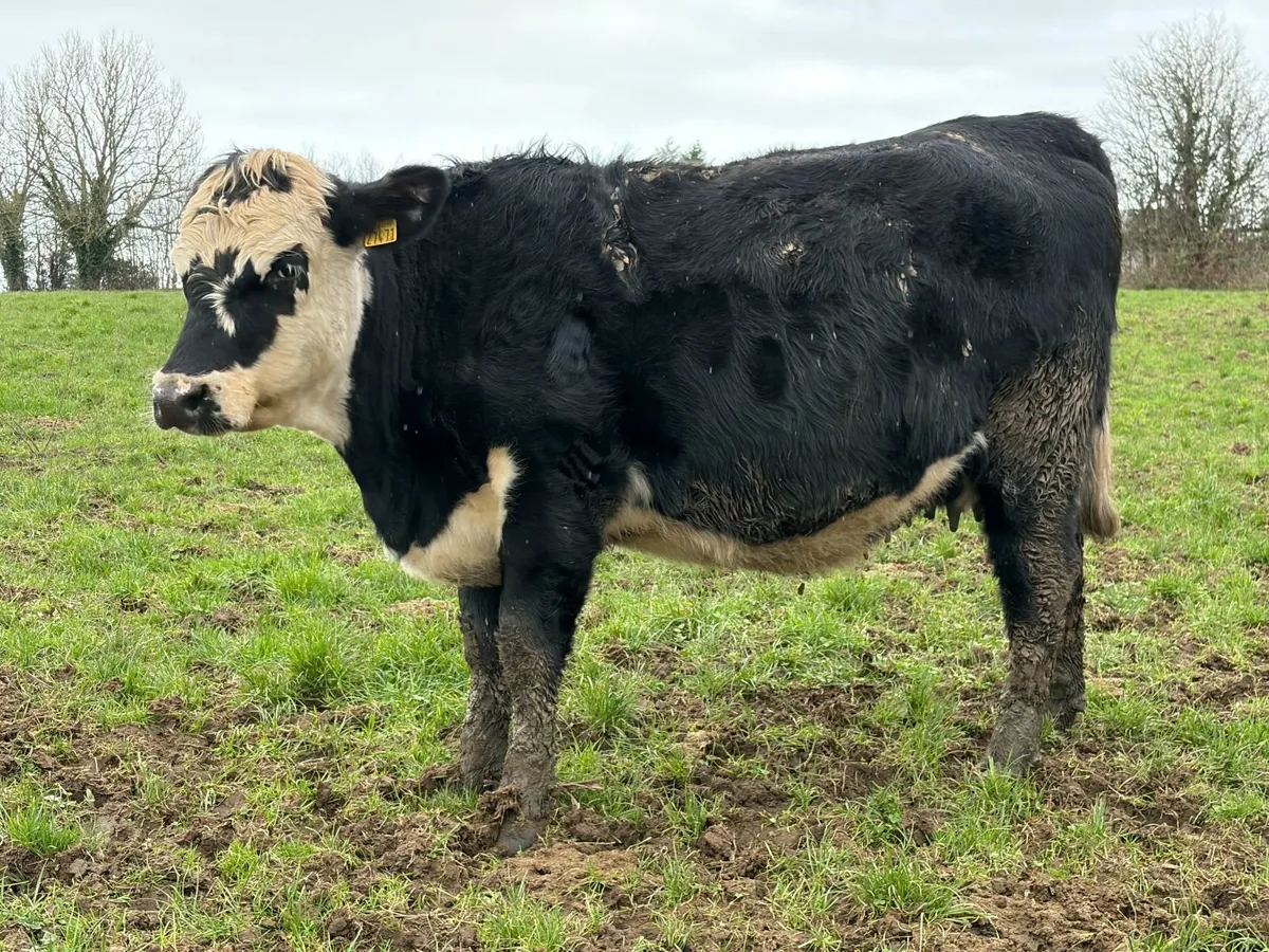 In Calf Heifers - Image 3