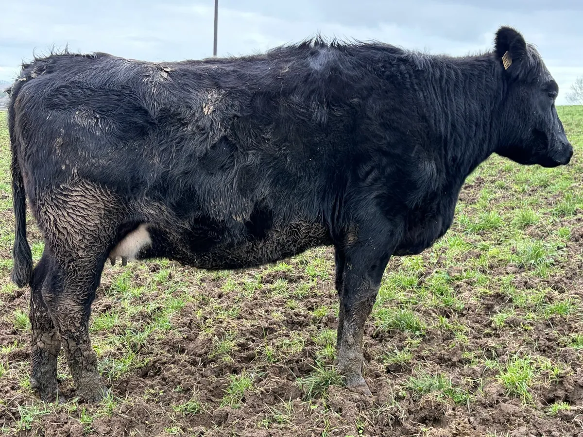 In Calf Heifers - Image 4