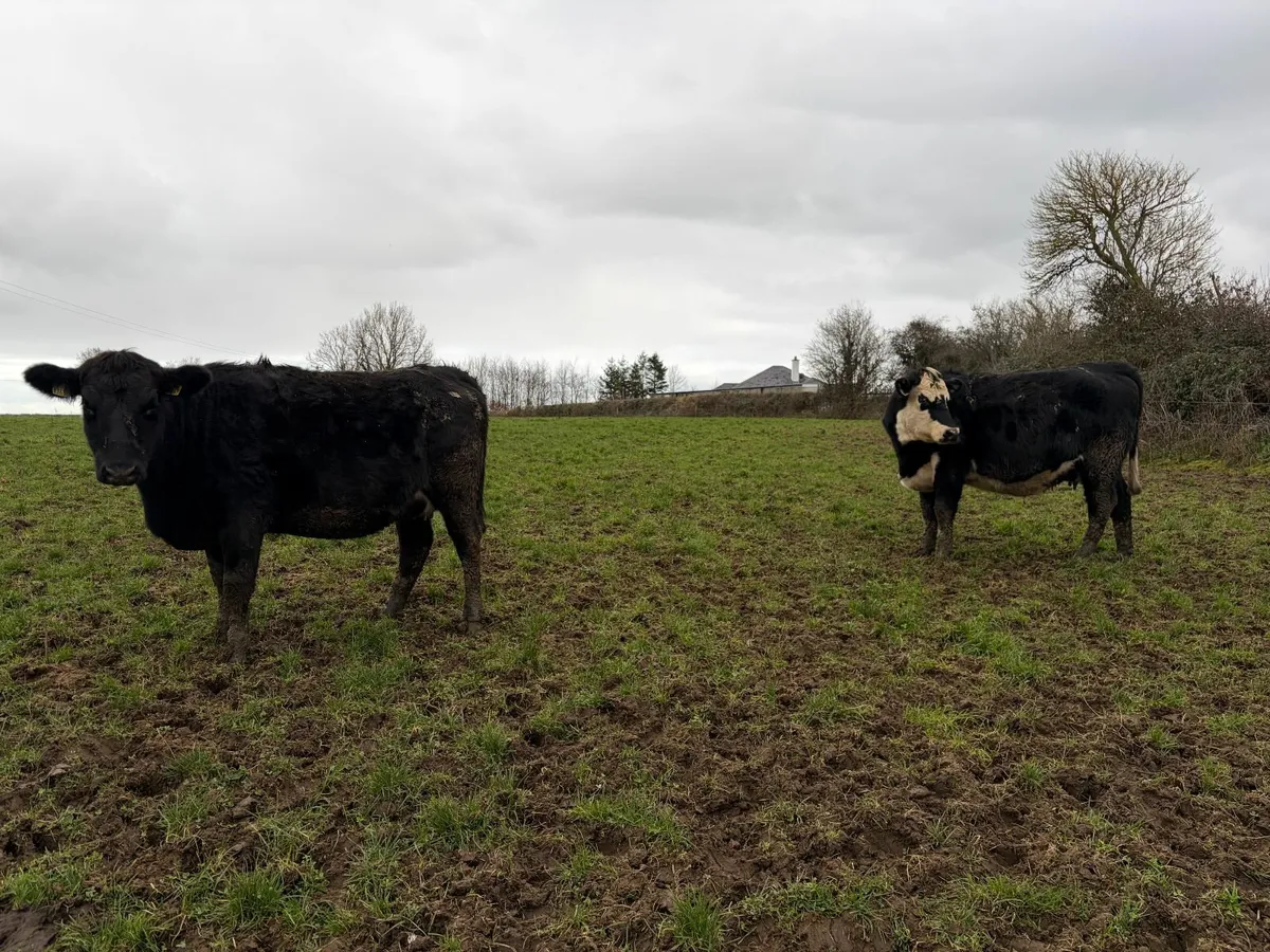 In Calf Heifers - Image 1