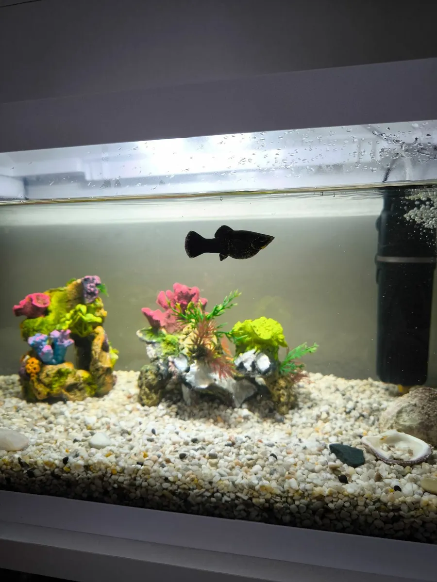 Tank, aquarium 54L - Image 3