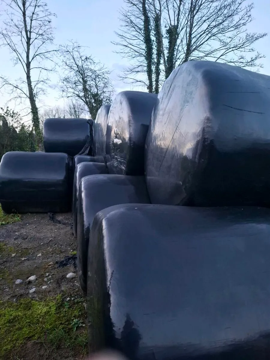 21 Silage Bales - 1st Cut - Image 2