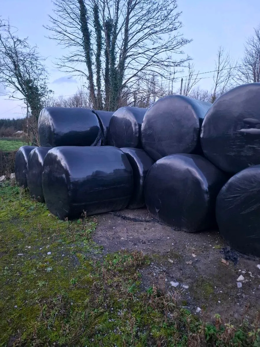 21 Silage Bales - 1st Cut - Image 3