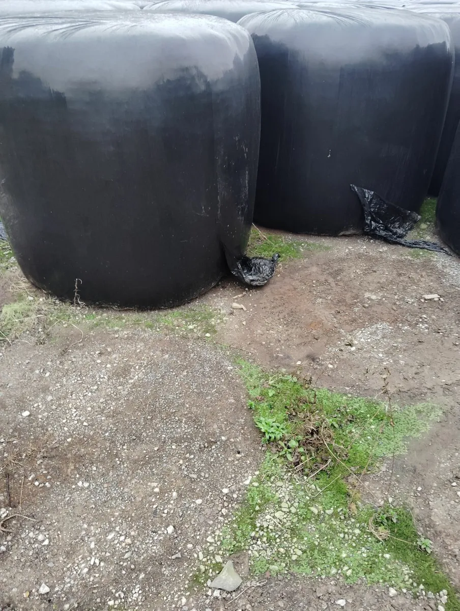 Bales of silage and haylage