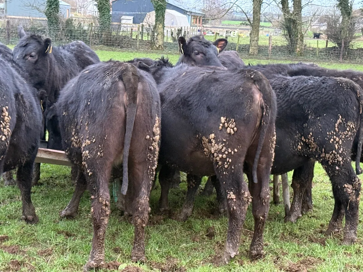 10 ABERDEEN ANGUS HEIFERS ( 300 KGS) - Image 2