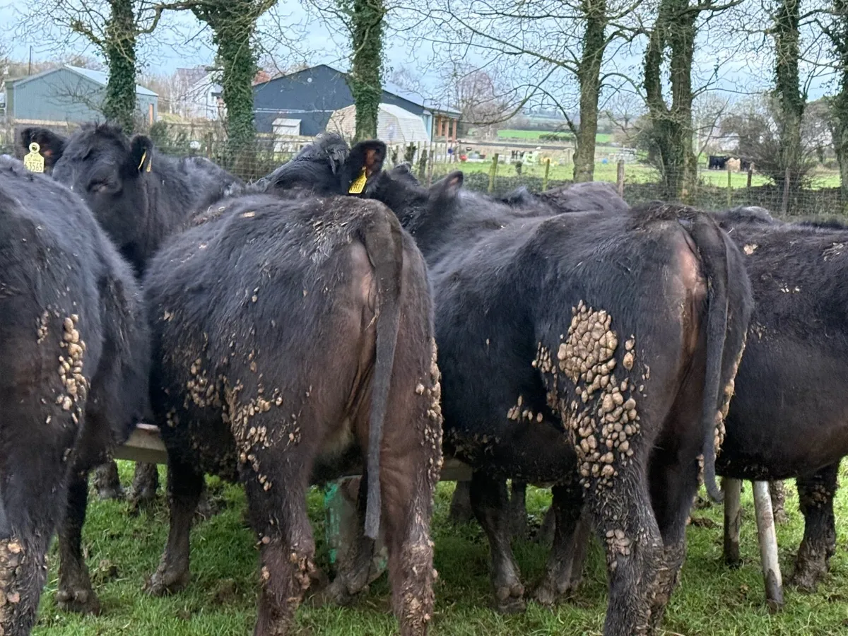 10 ABERDEEN ANGUS HEIFERS ( 300 KGS) - Image 1