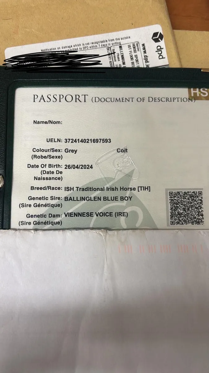 Rising 2 year old gelding - Image 1