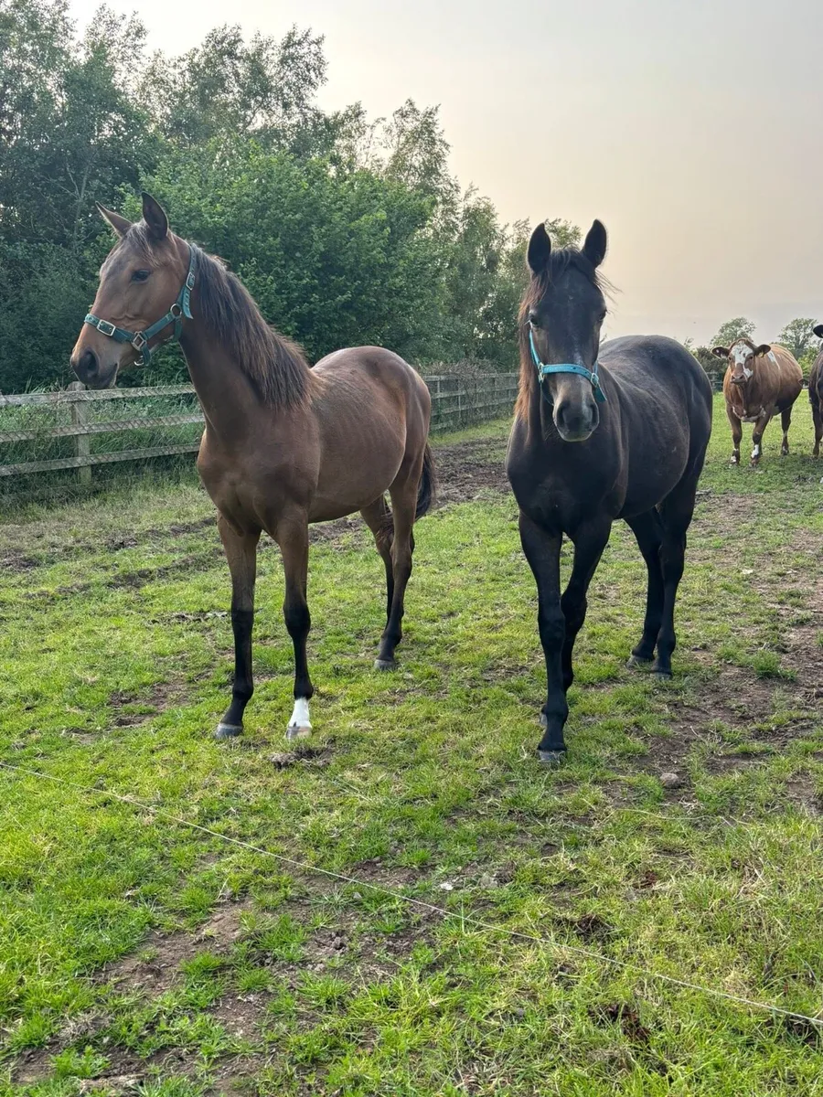 Rising 2 year old gelding - Image 2