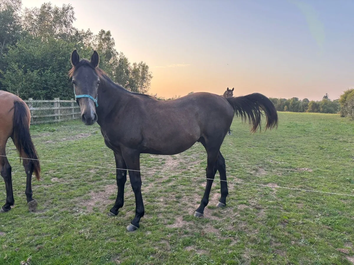 Rising 2 year old gelding - Image 3