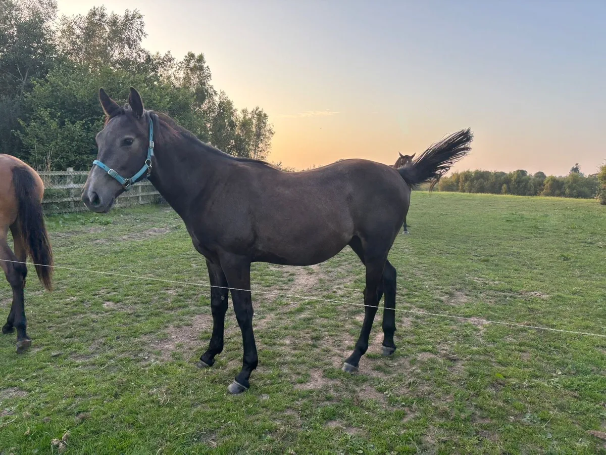 Rising 2 year old gelding - Image 4