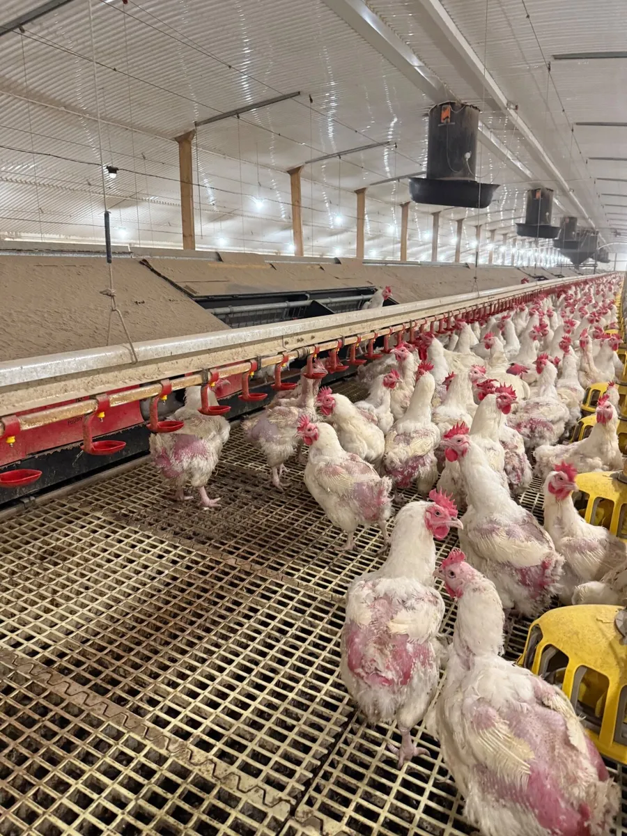 2 Nest boxes & slats - Image 3