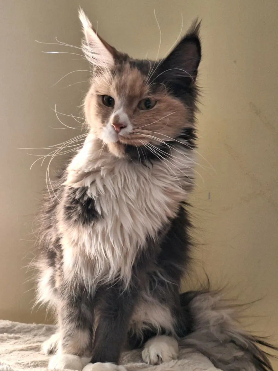 Maine coon female - Image 1