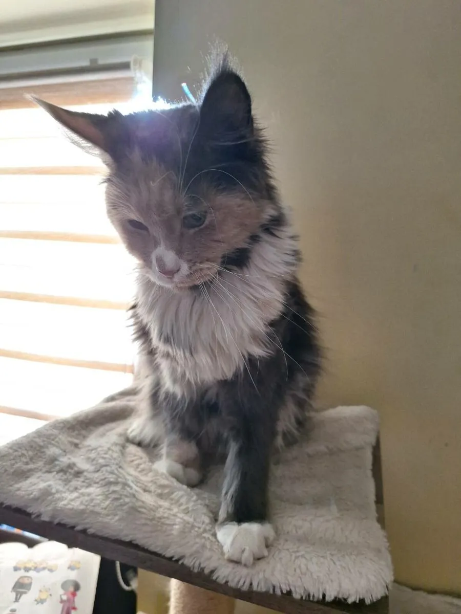 Maine coon female - Image 3