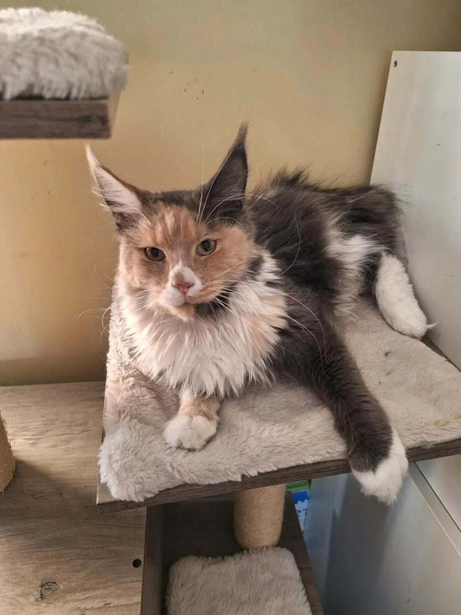 Maine coon female - Image 4