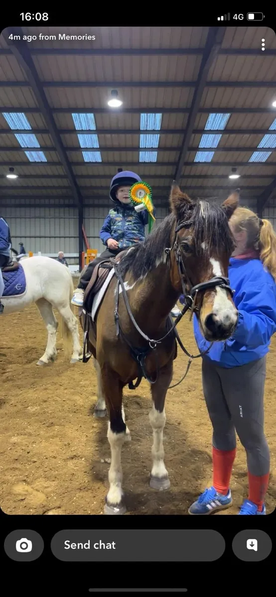 147cm rising 6 year old mare - Image 2