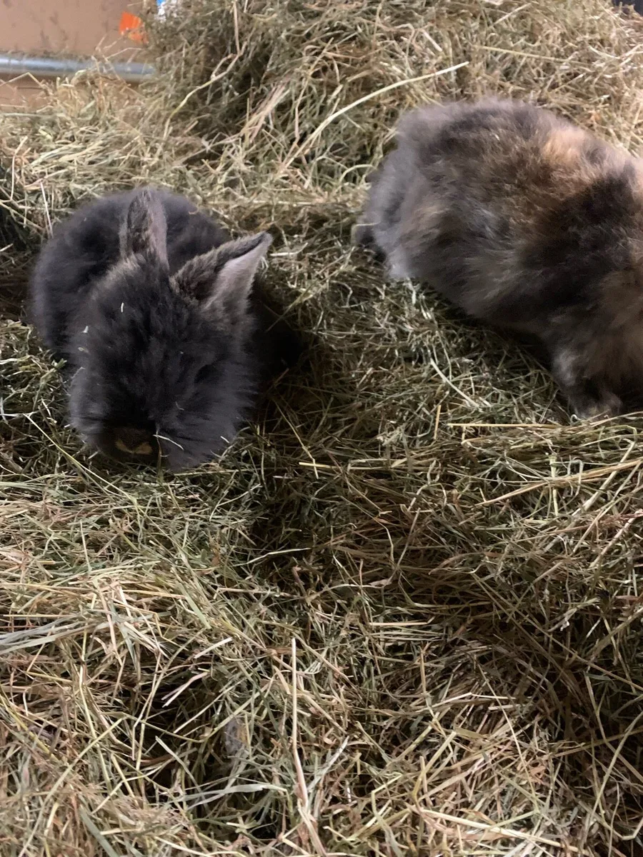 Baby rabbits - Image 2